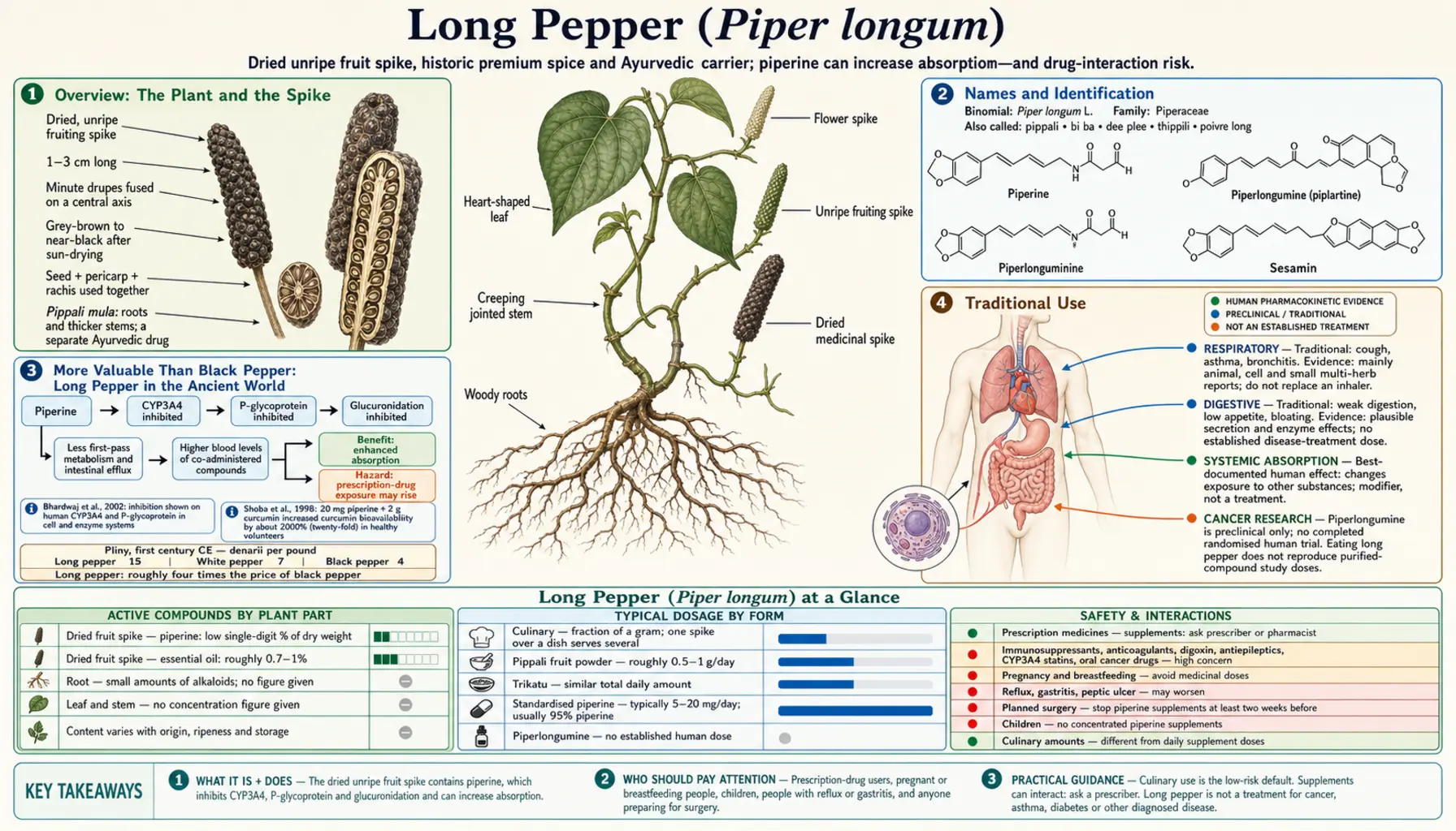 Long Pepper — scientific infographic poster