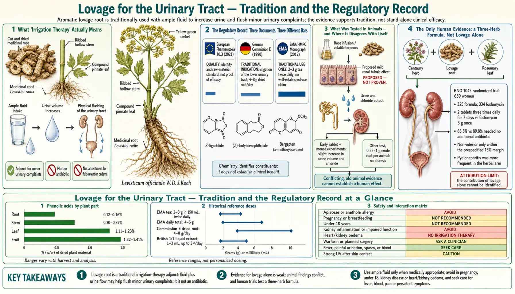 Diuretic and Urinary Tract Traditional Use — scientific infographic poster