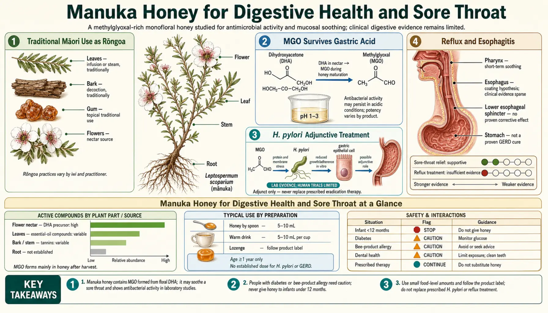 Digestive and Sore Throat — scientific infographic poster