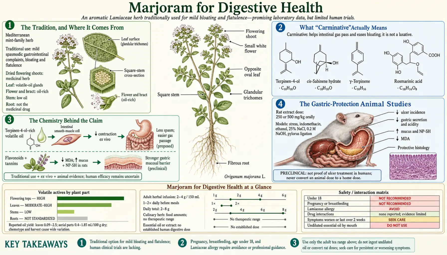 Digestive Health — scientific infographic poster