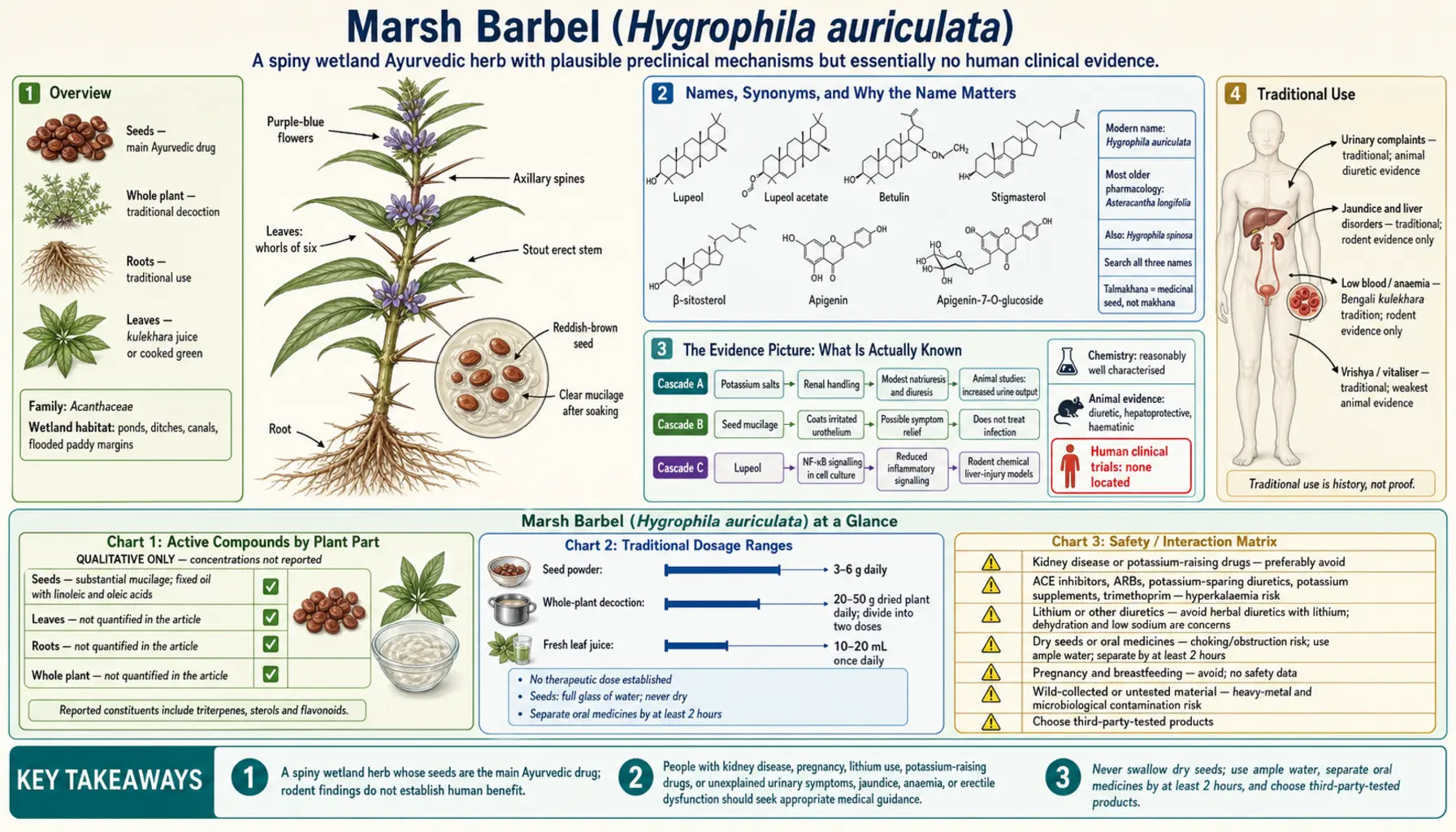 Marsh Barbel — scientific infographic poster