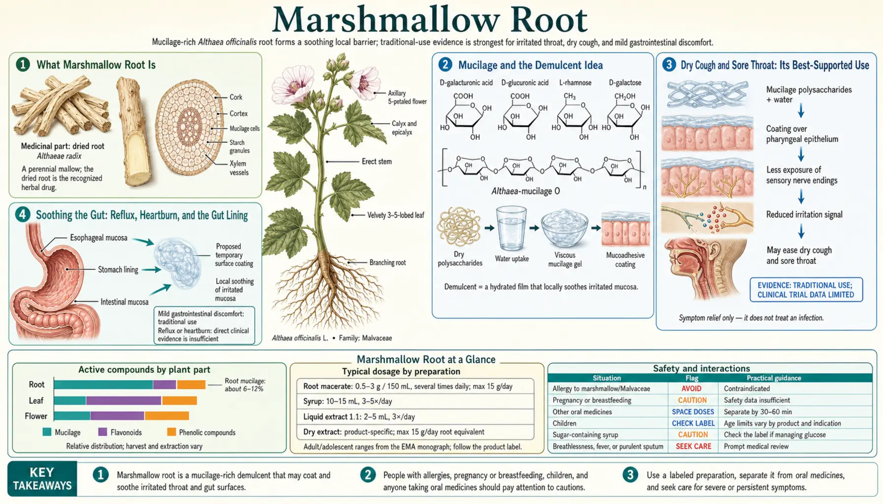 Marshmallow Root — scientific infographic poster