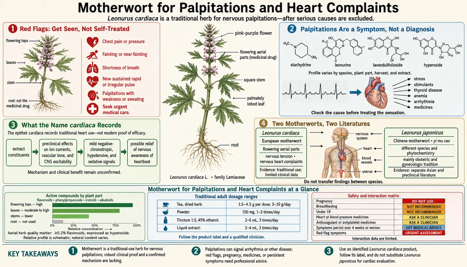 Palpitations and Heart Uses — scientific infographic poster