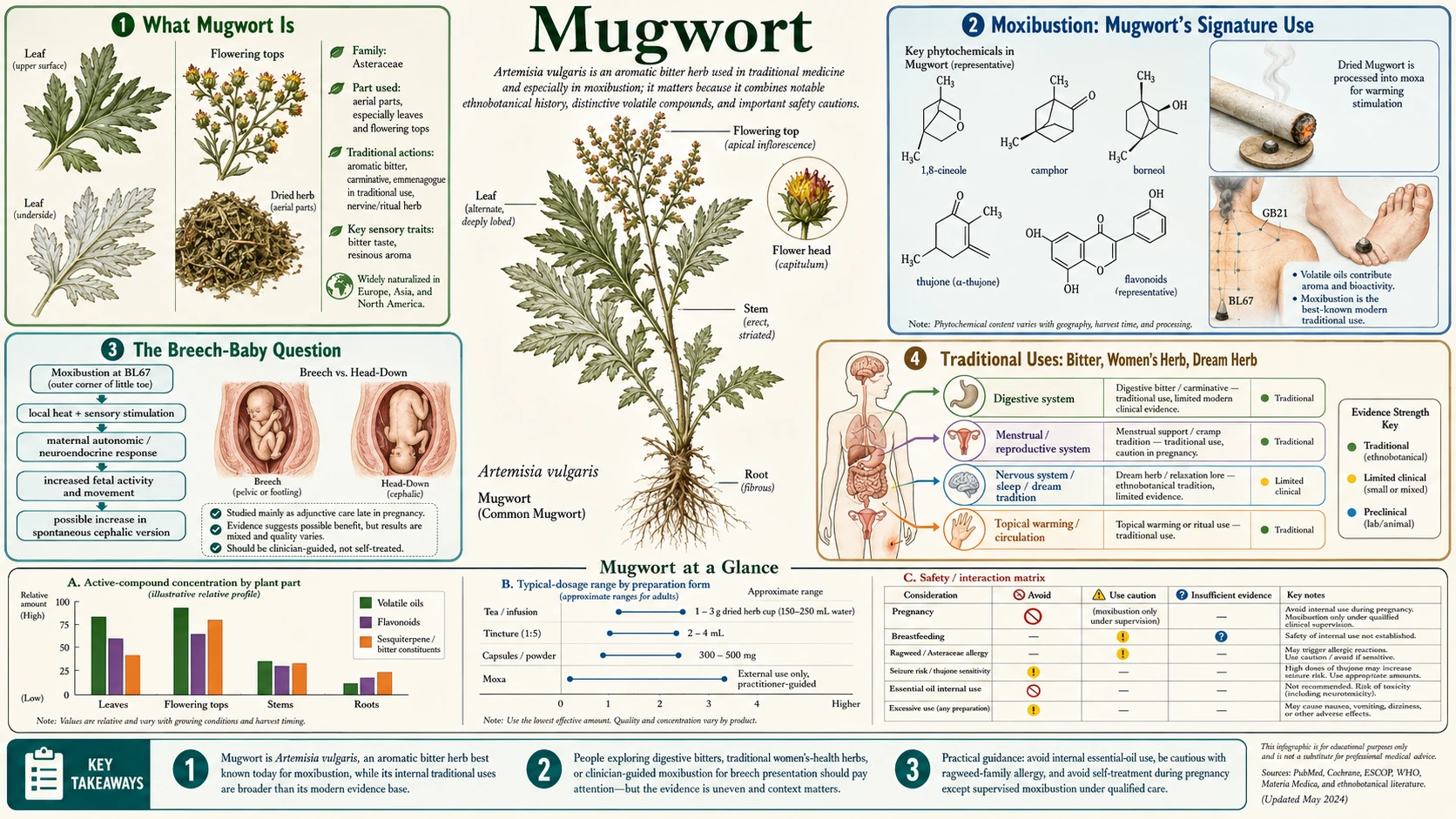 Mugwort — scientific infographic poster
