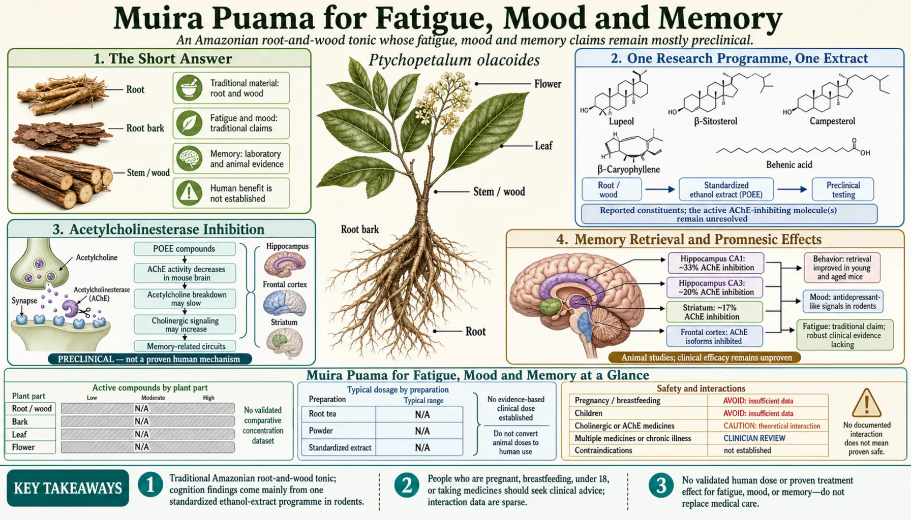 Fatigue Mood and Nootropic Claims — scientific infographic poster