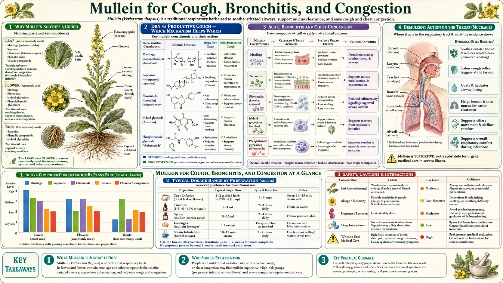 Cough Bronchitis and Congestion — scientific infographic poster