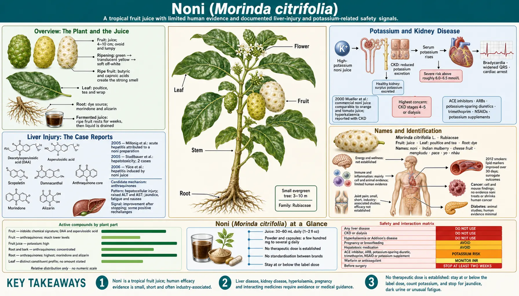 Noni — scientific infographic poster