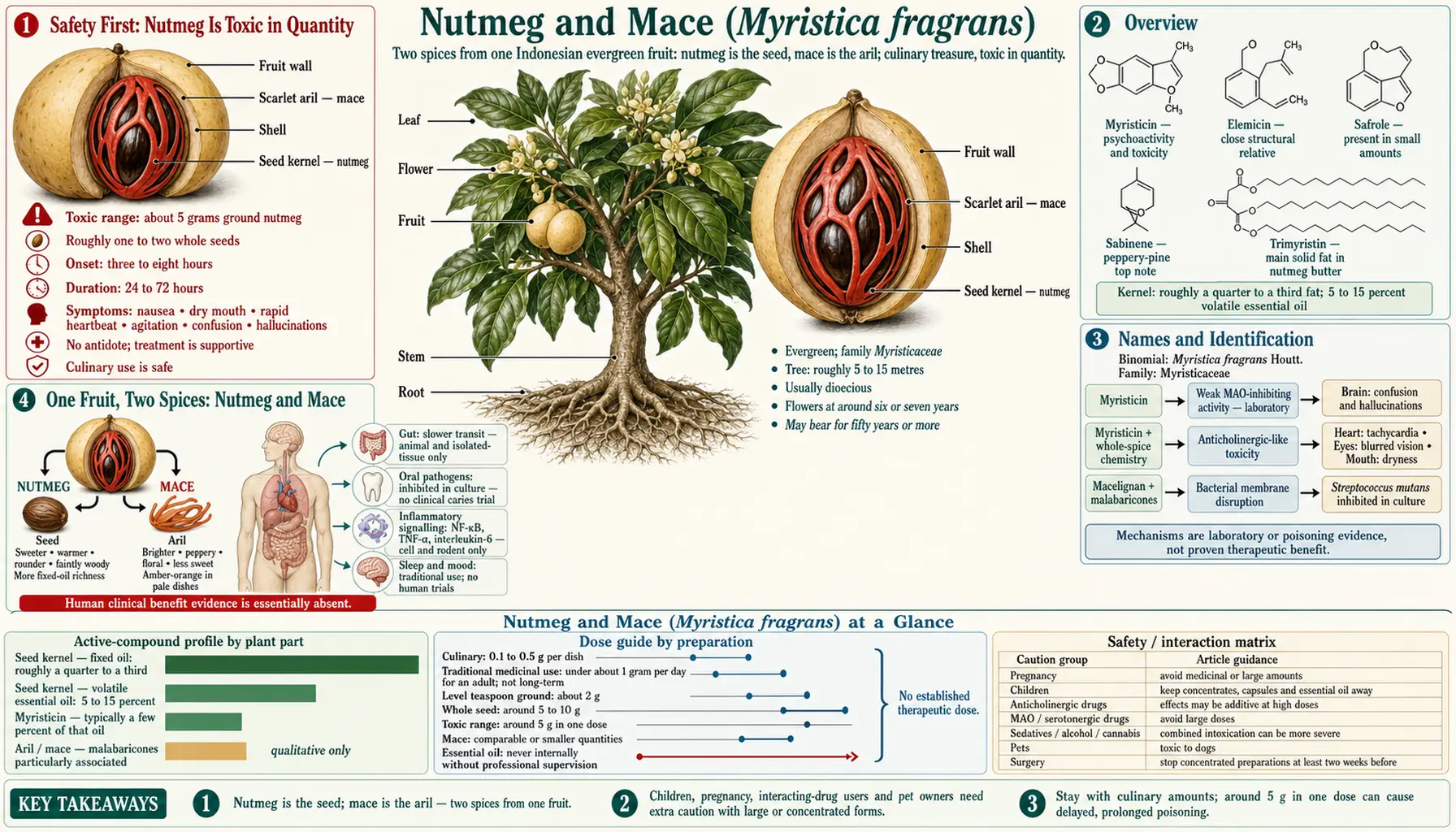 Nutmeg — scientific infographic poster