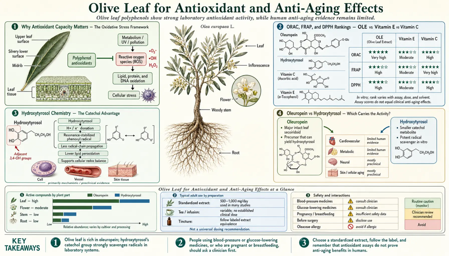 Antioxidant and Anti Aging — scientific infographic poster