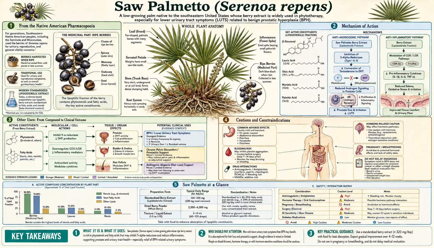 Saw Palmetto — scientific infographic poster