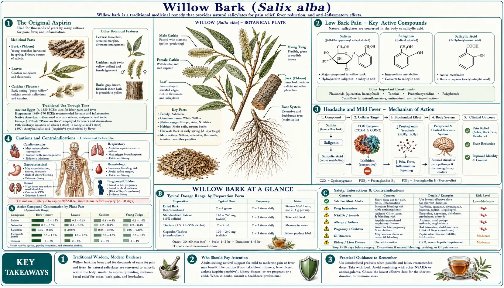 Willow Bark — scientific infographic poster
