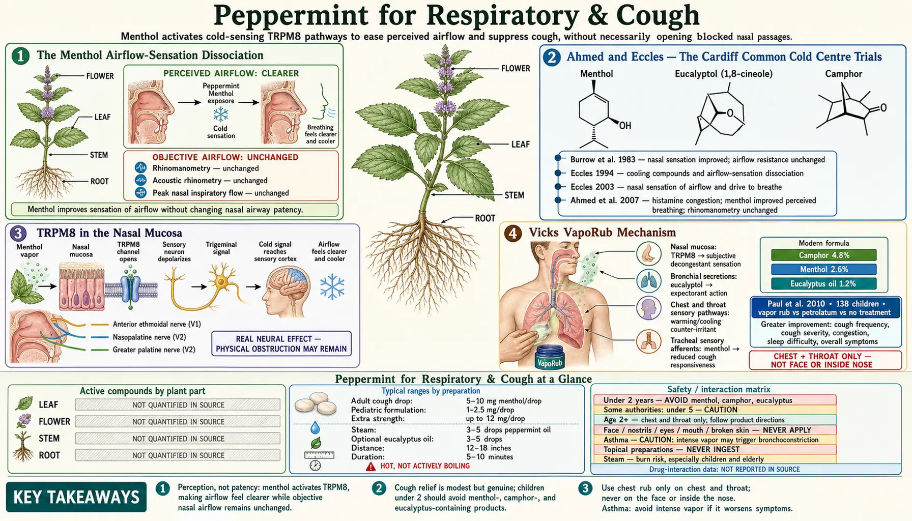 Respiratory and Cough — scientific infographic poster