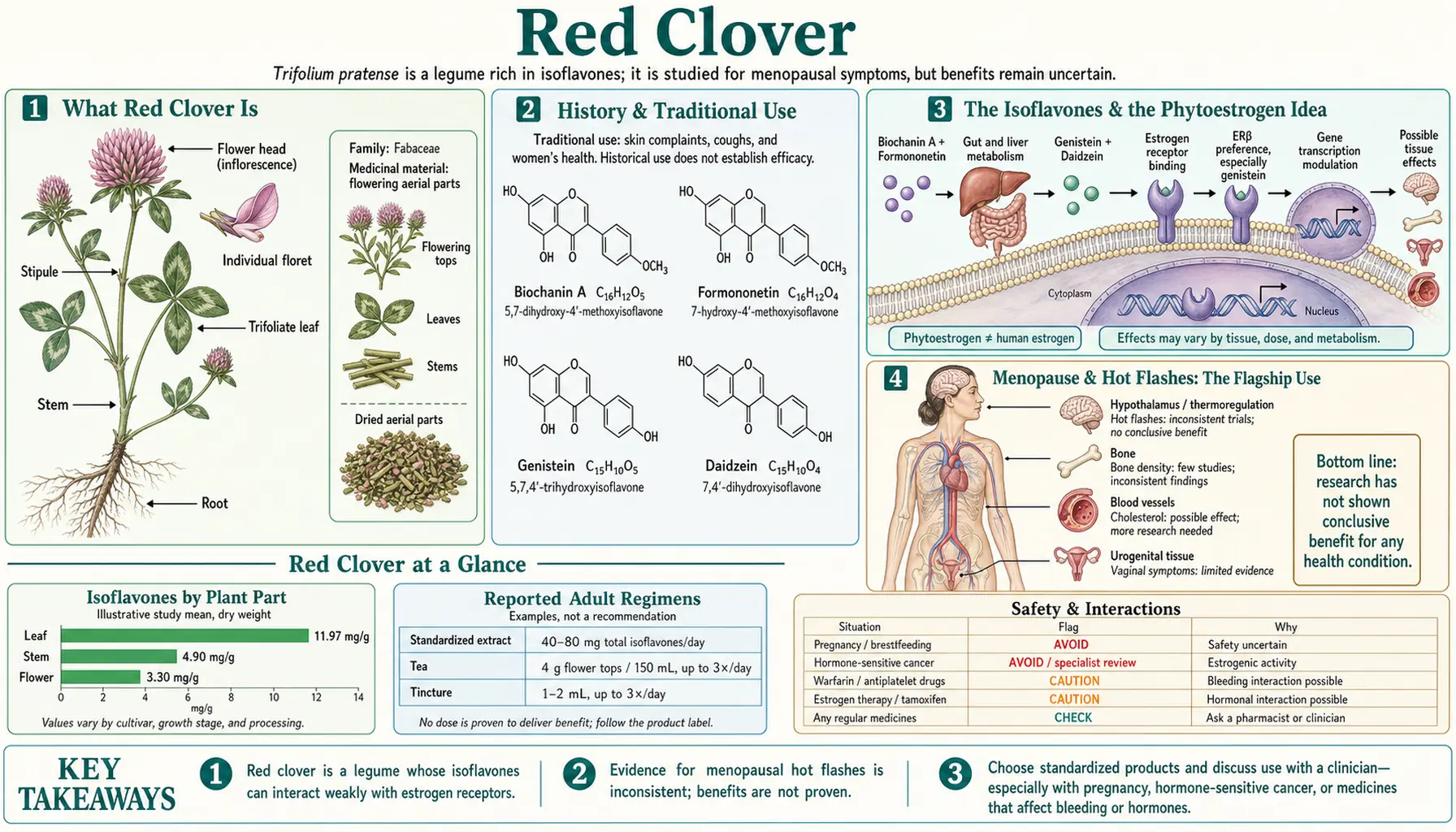 Red Clover — scientific infographic poster