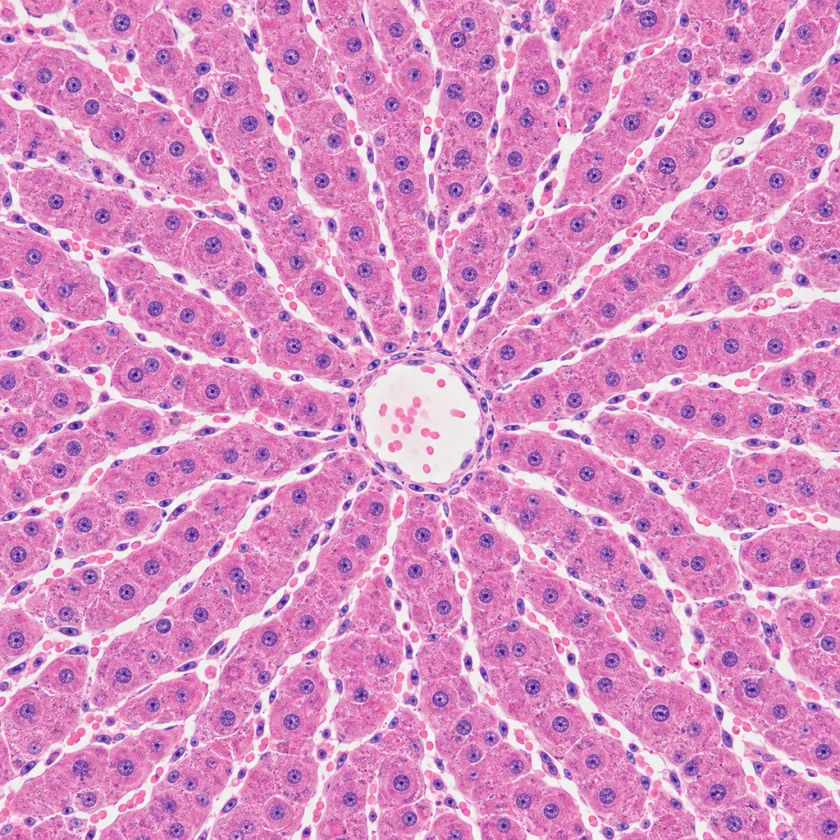Healthy liver tissue around a central vein