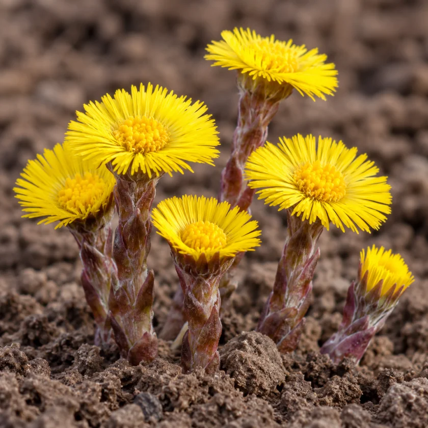 Yellow coltsfoot flowers rising from bare spring soil on scaly stalks