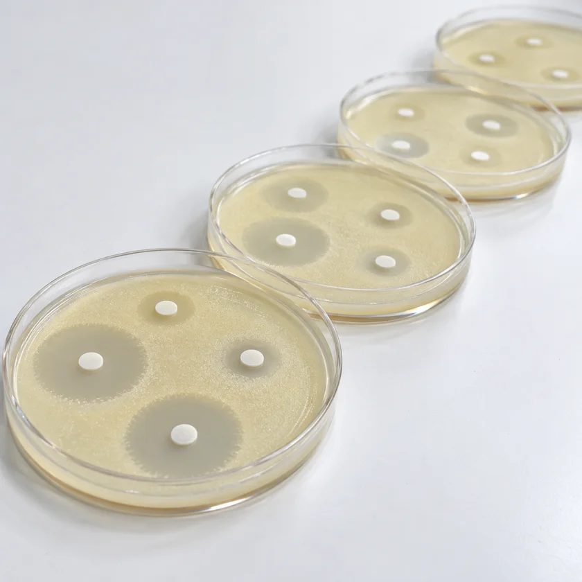 Petri dishes of bacteria with clear rings around small paper discs