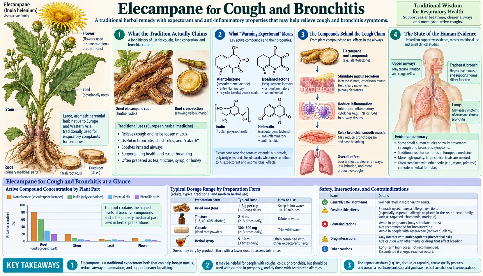 Cough Bronchitis and Expectorant Use — scientific infographic poster