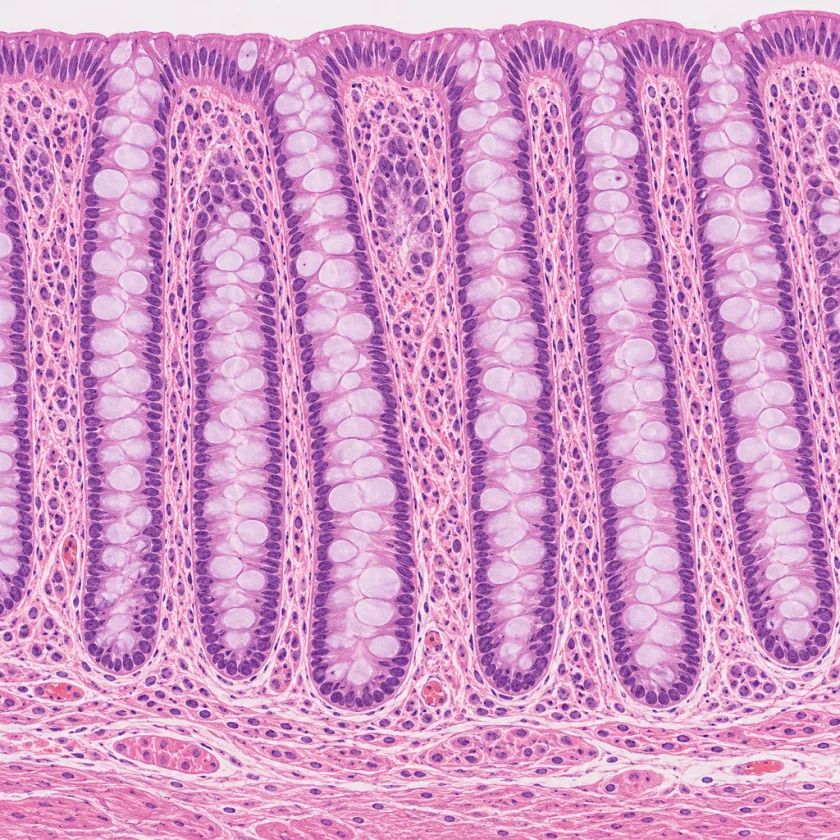Colon lining, where inulin is fermented