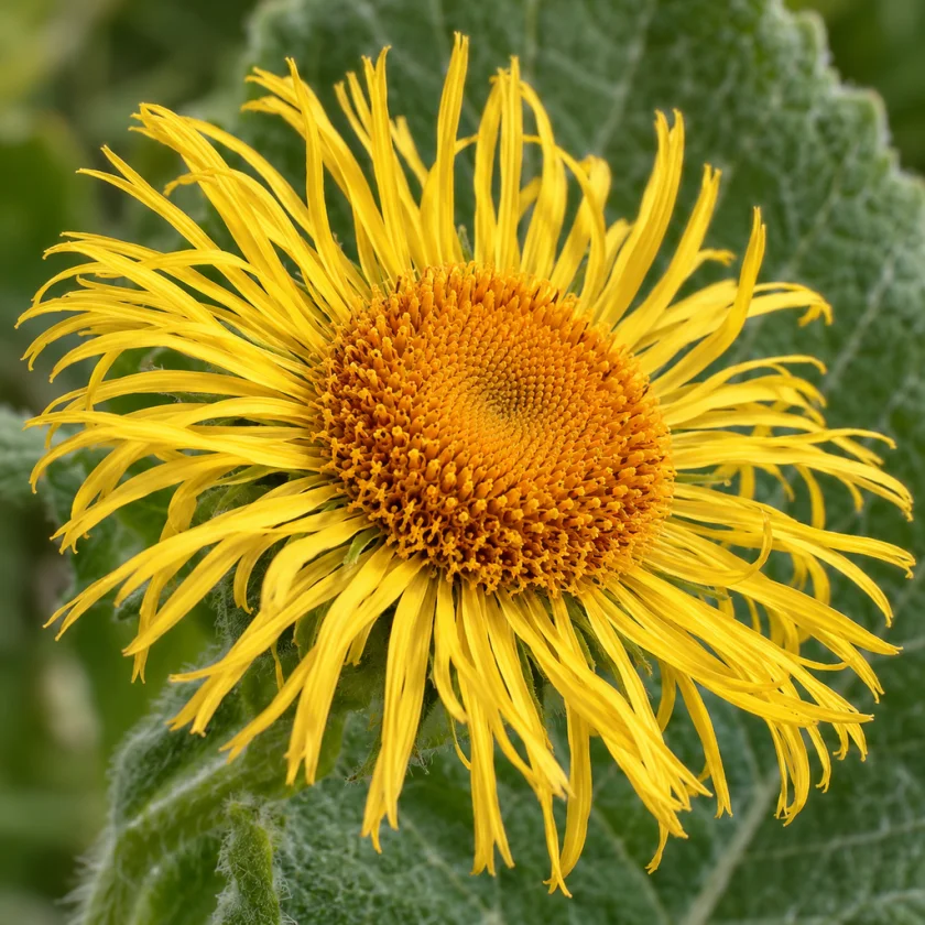 Elecampane, a member of the daisy group