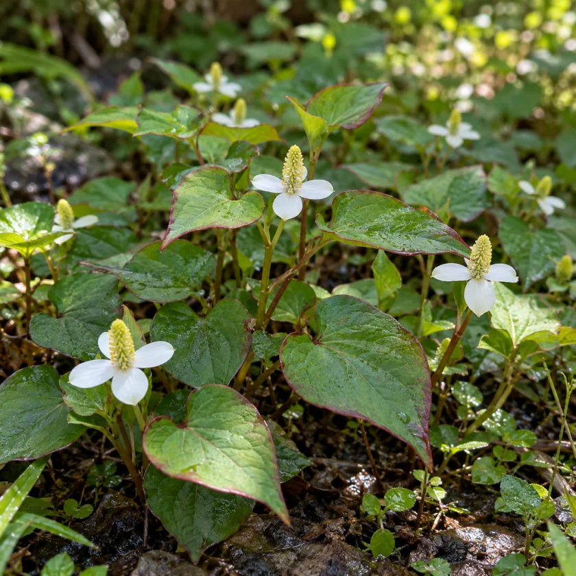 Houttuynia growing in moist shade