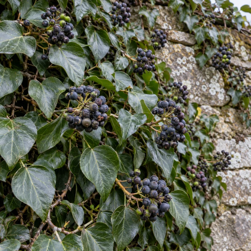 Clusters of round black-purple ivy berries among glossy oval leaves on a stone wall