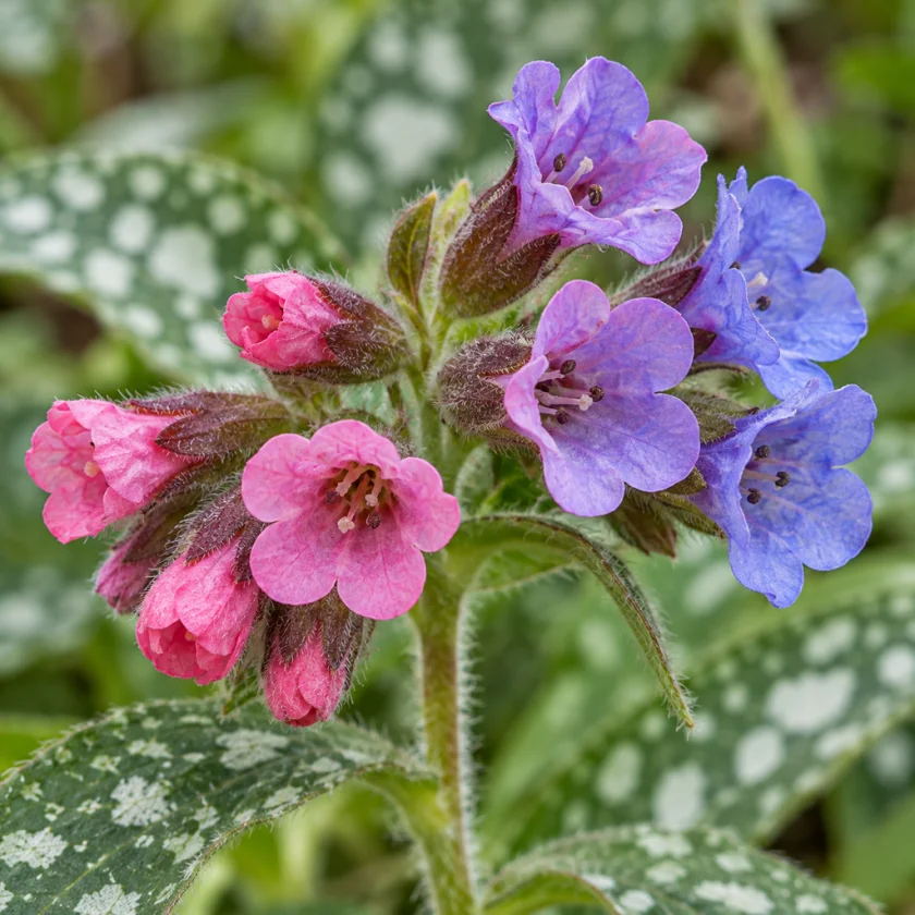 Lungwort flowers turning from pink to blue