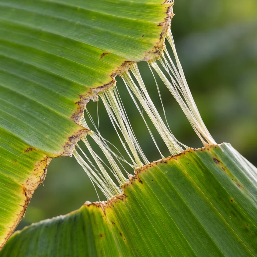 A torn plantain leaf showing stringy vein fibres