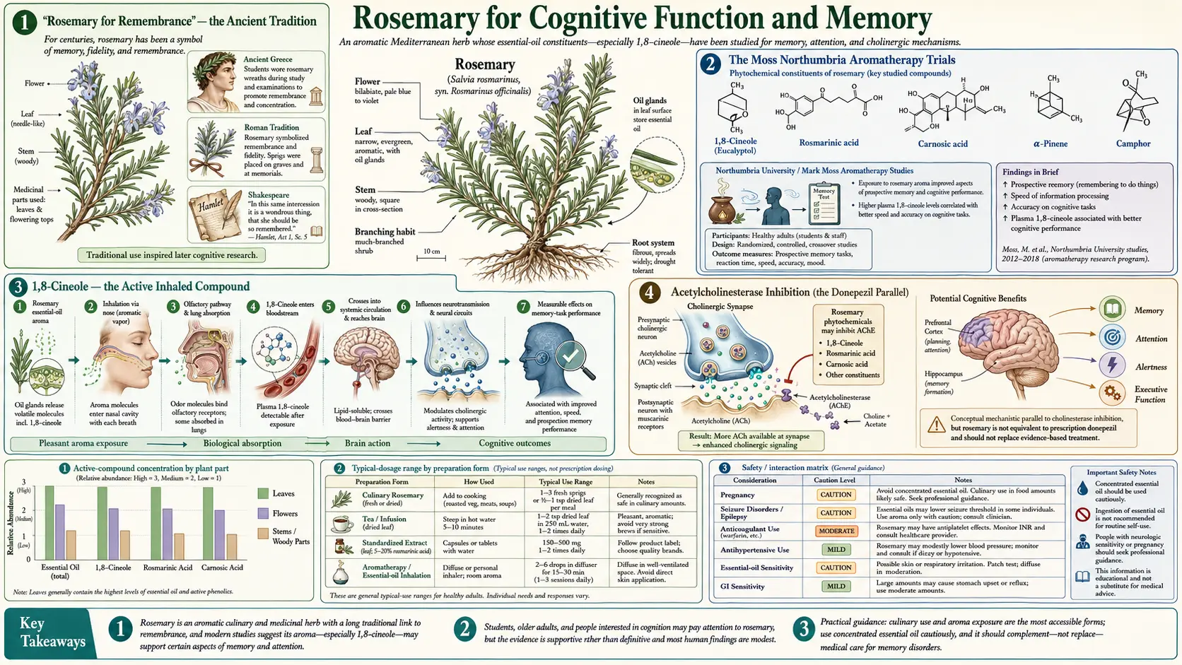 Cognitive Function and Memory — scientific infographic poster