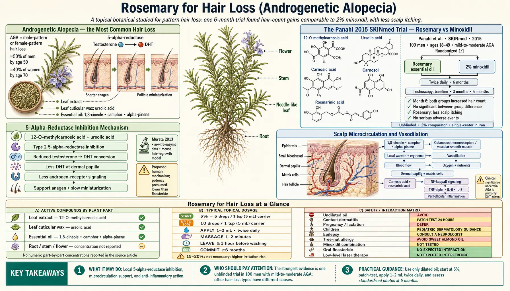 Hair Loss — scientific infographic poster