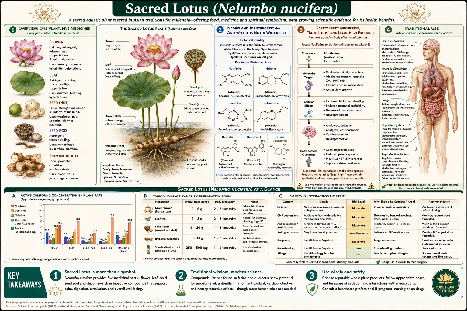Sacred Lotus — scientific infographic poster