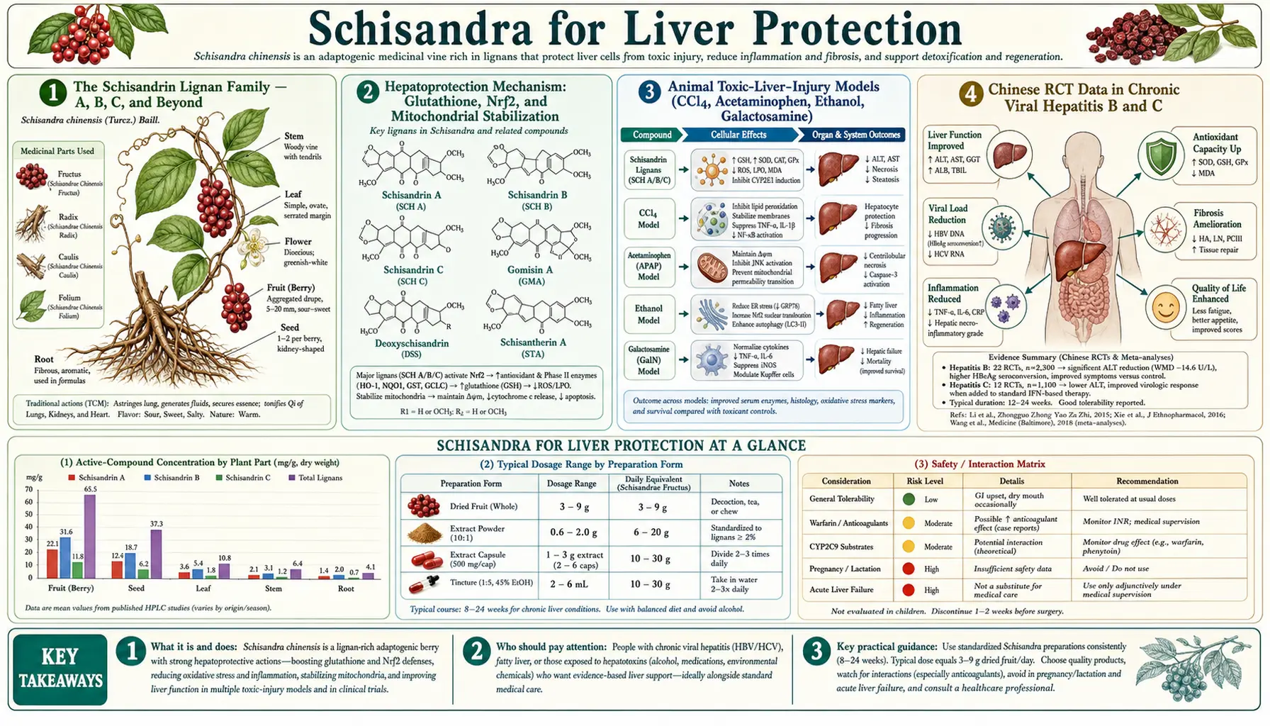 Liver Protection — scientific infographic poster