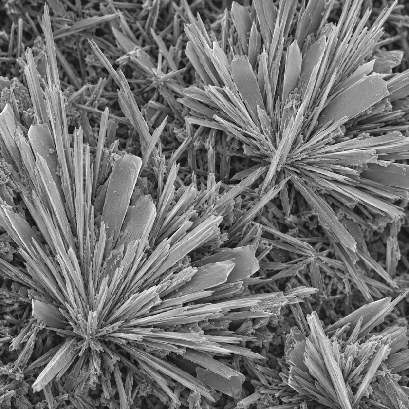 Rosmarinic acid crystals, magnified