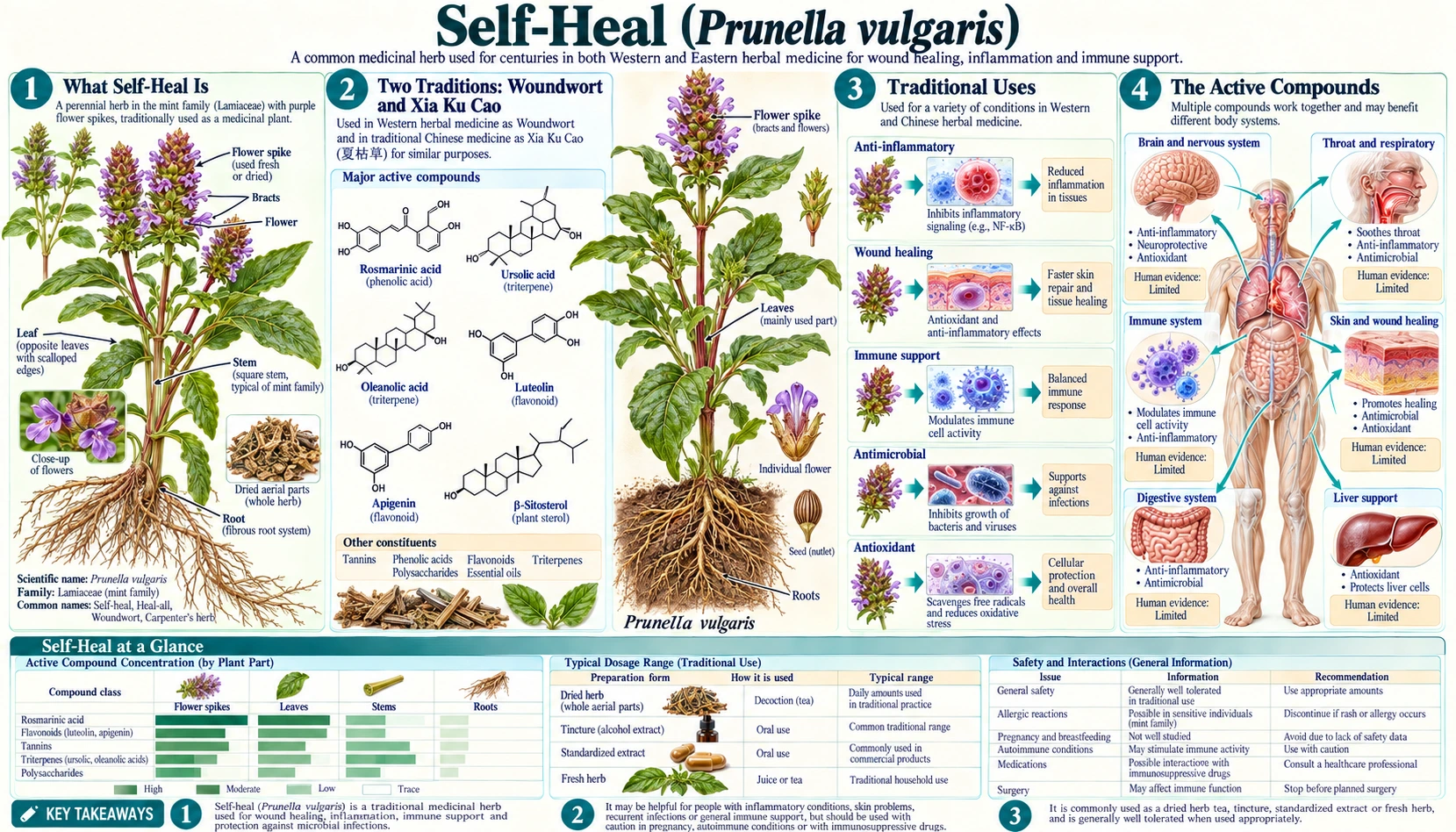 Self Heal — scientific infographic poster