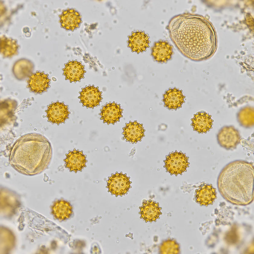 Yarrow pollen grains under the microscope