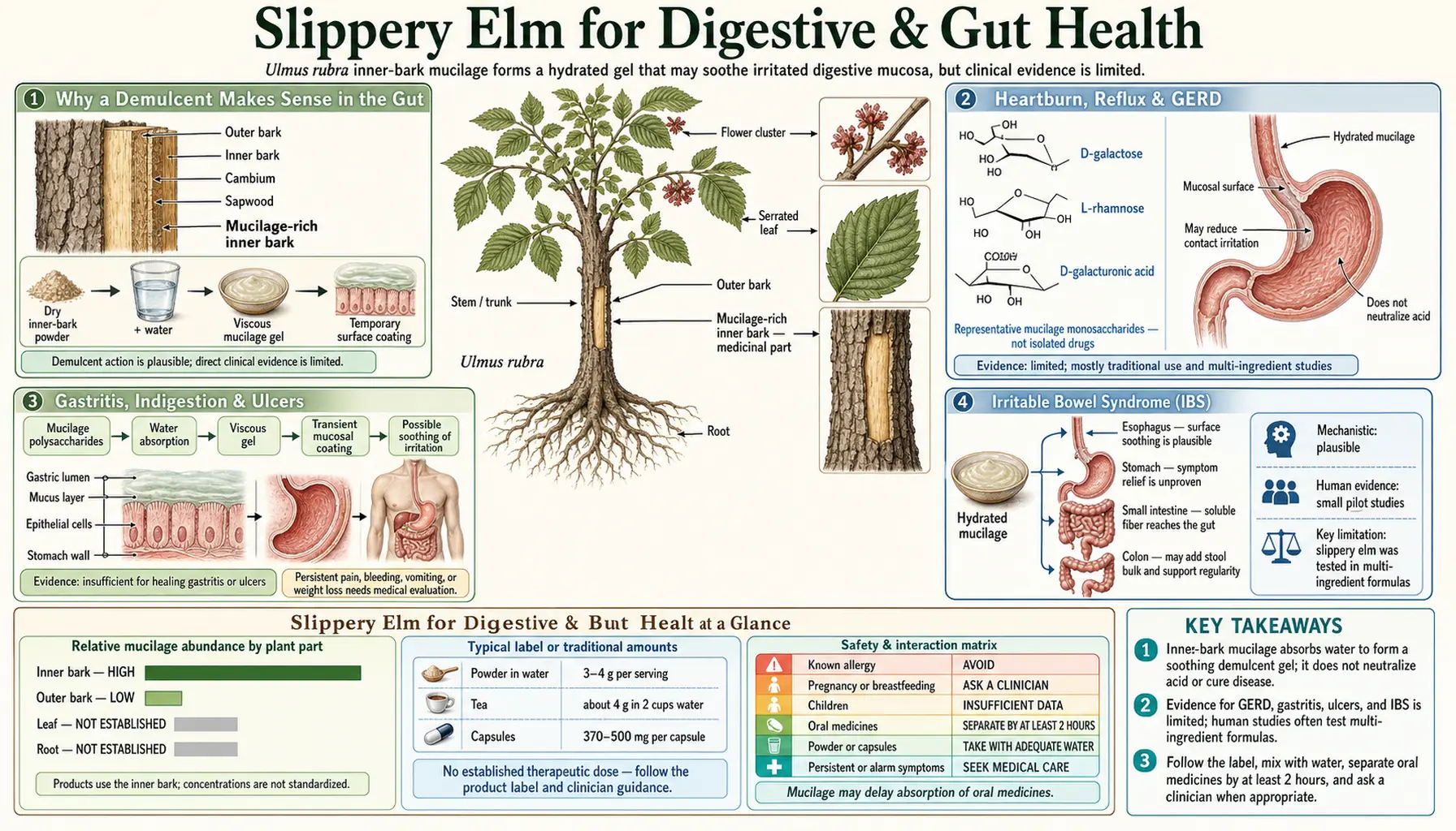 Digestive and Gut Health — scientific infographic poster