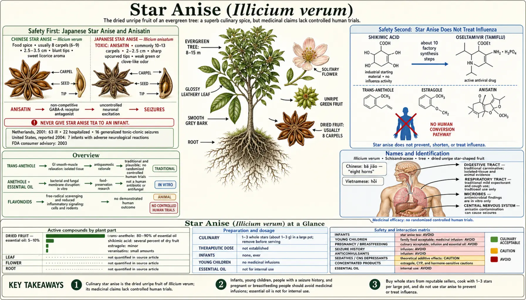 Star Anise — scientific infographic poster