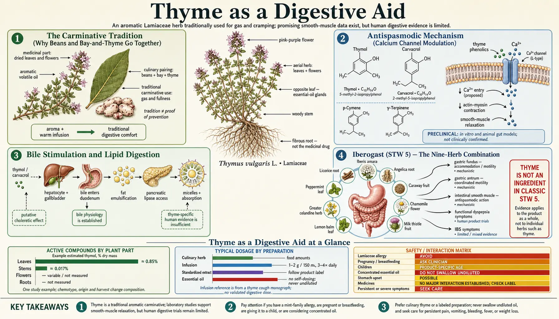 Digestive Aid — scientific infographic poster