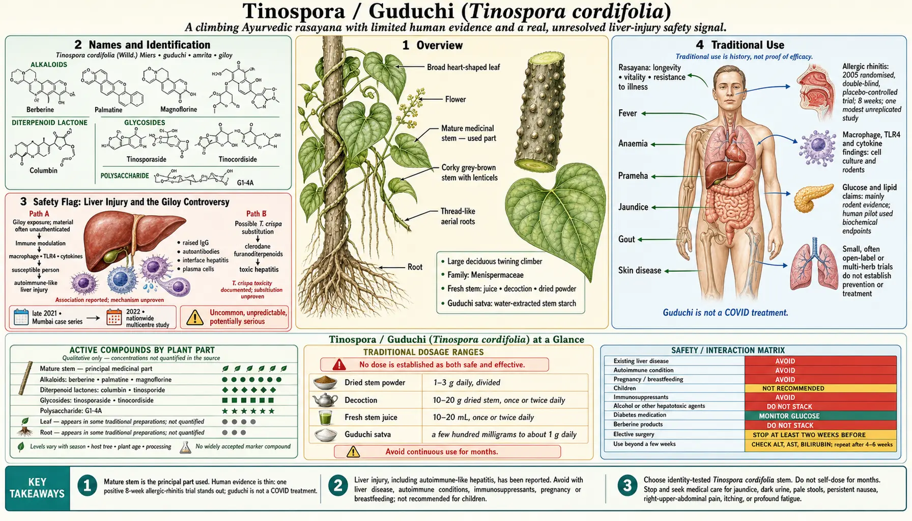 Tinospora — scientific infographic poster