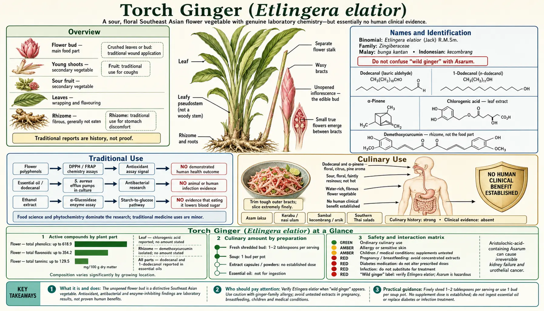 Torch Ginger — scientific infographic poster