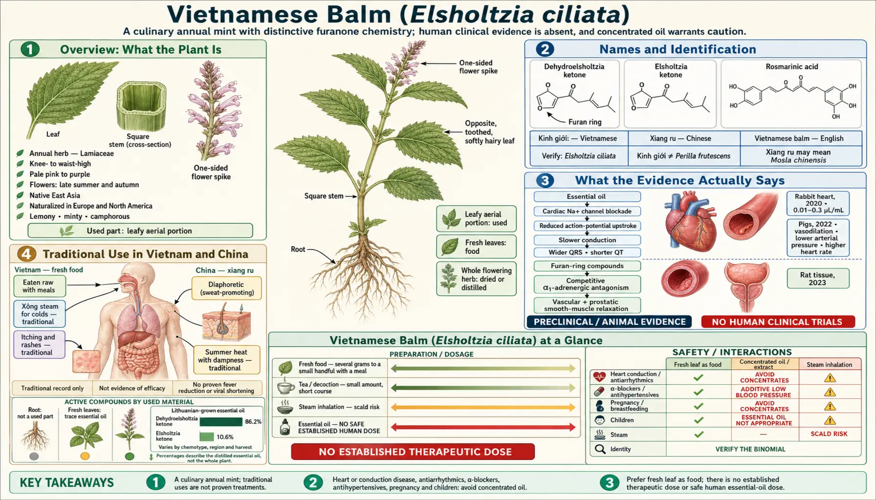 Vietnamese Balm — scientific infographic poster