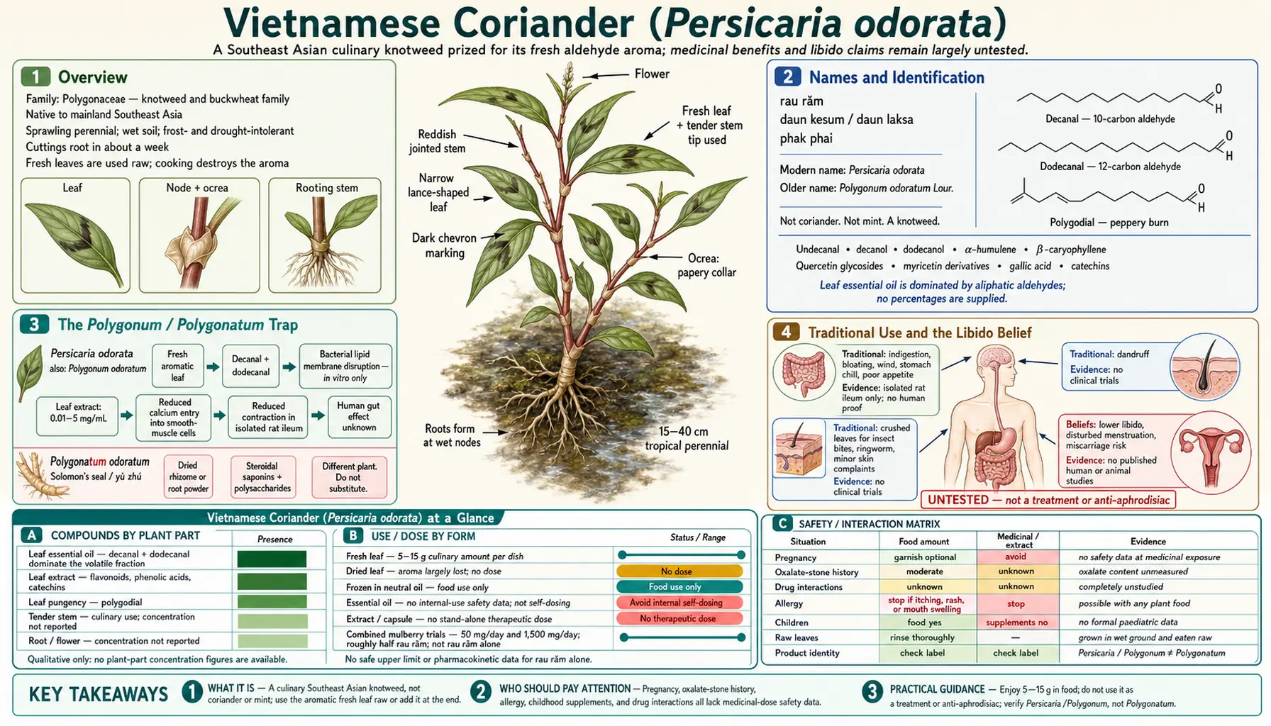 Vietnamese Coriander — scientific infographic poster