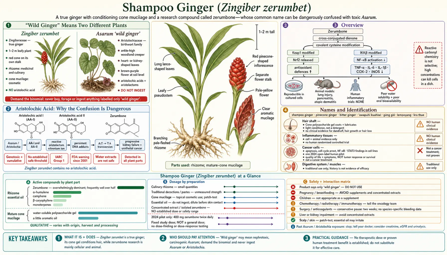 Wild Ginger — scientific infographic poster