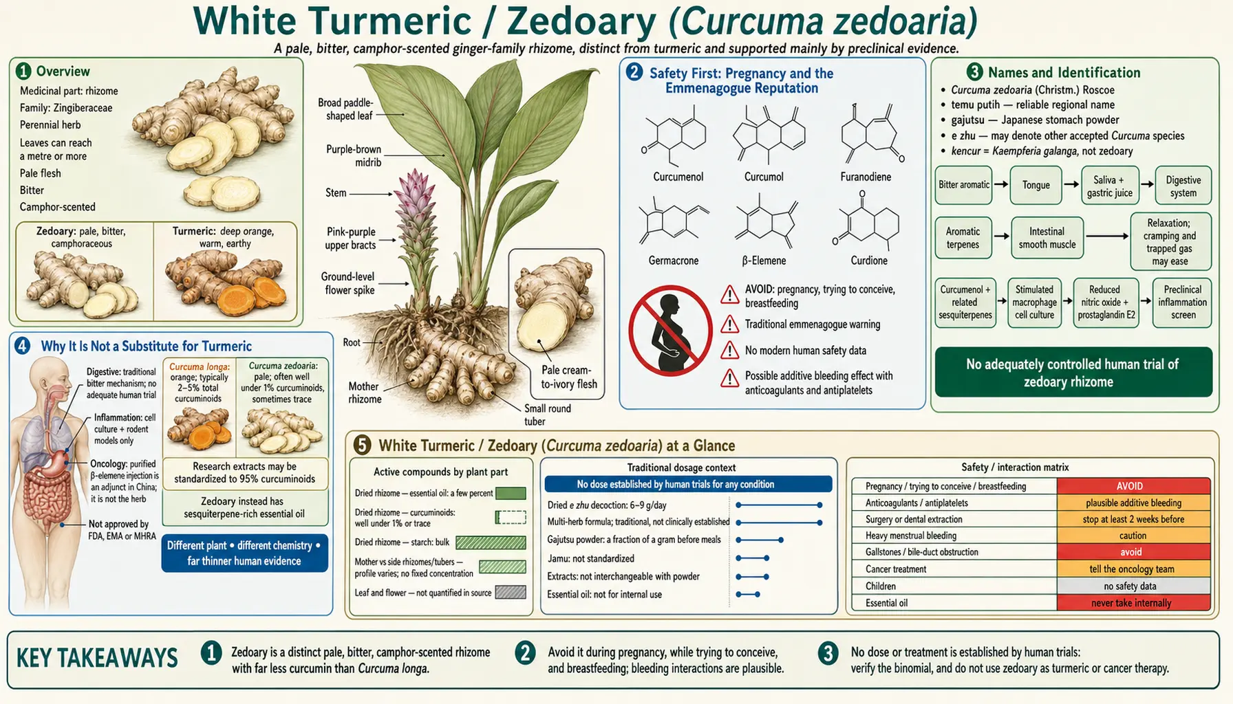 Zedoary — scientific infographic poster