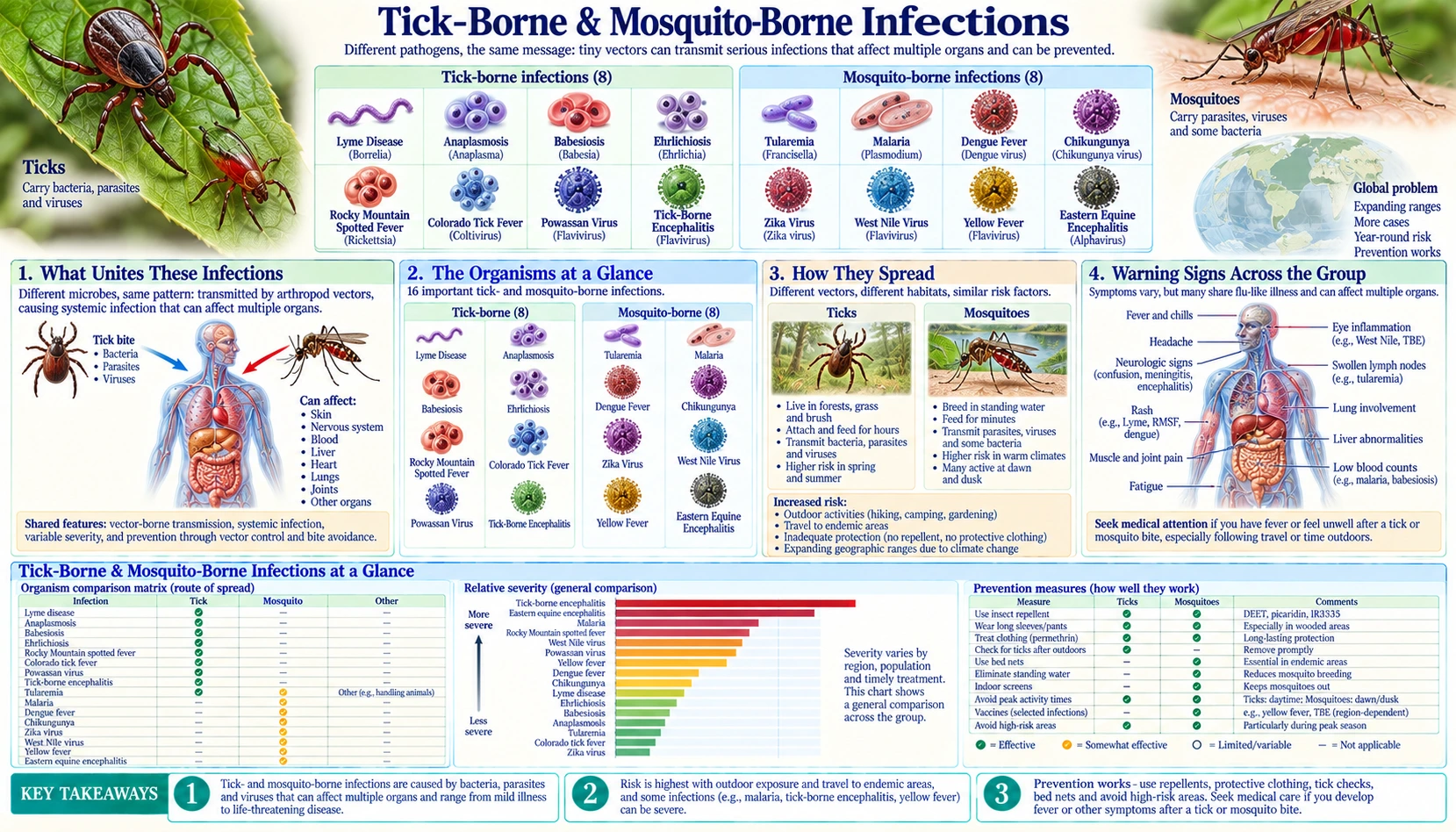 Tick Borne — scientific infographic poster