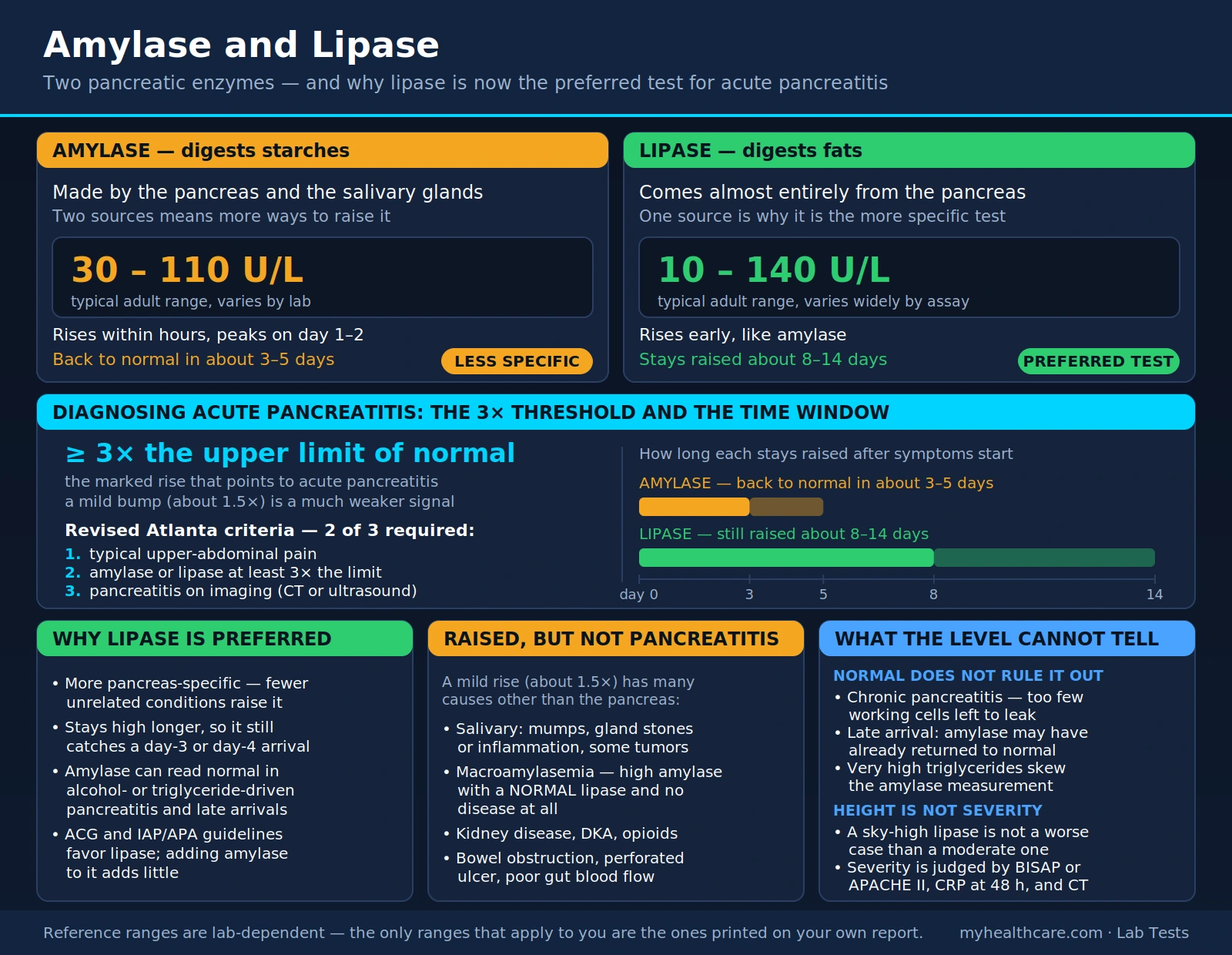 Amylase Lipase — scientific infographic poster