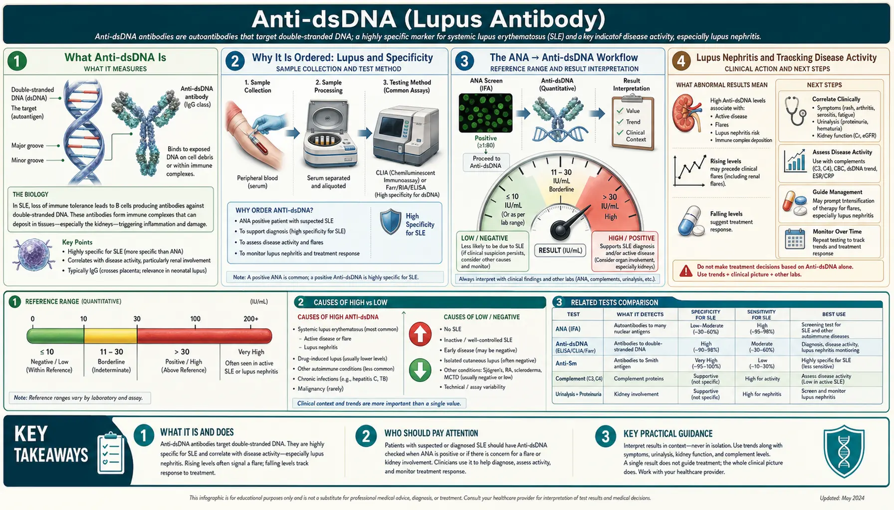 Anti dsDNA — scientific infographic poster