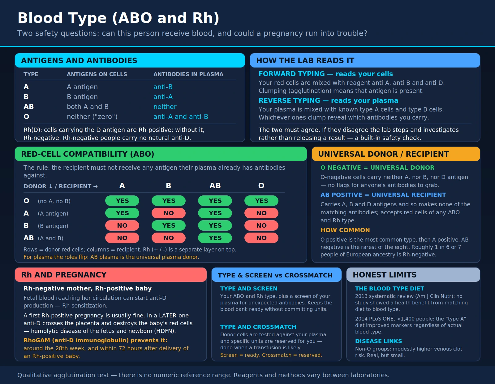 Blood Type — scientific infographic poster
