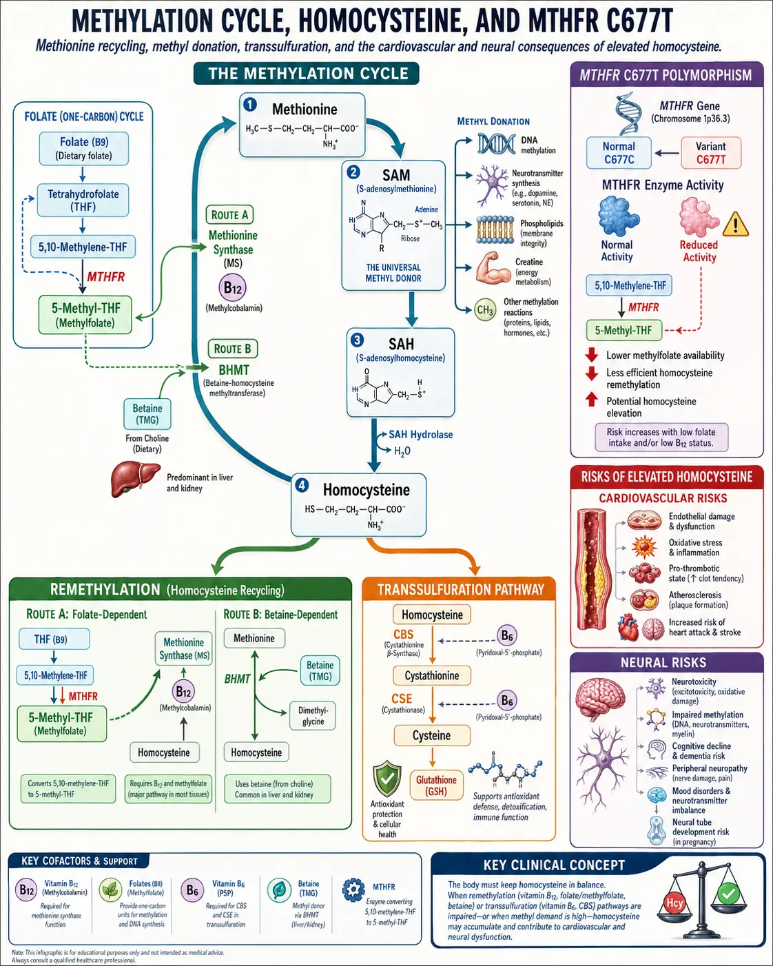 Homocysteine methylation cycle and B-vitamin cofactors