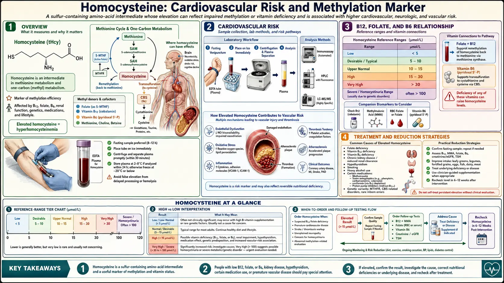 Homocysteine — scientific infographic poster