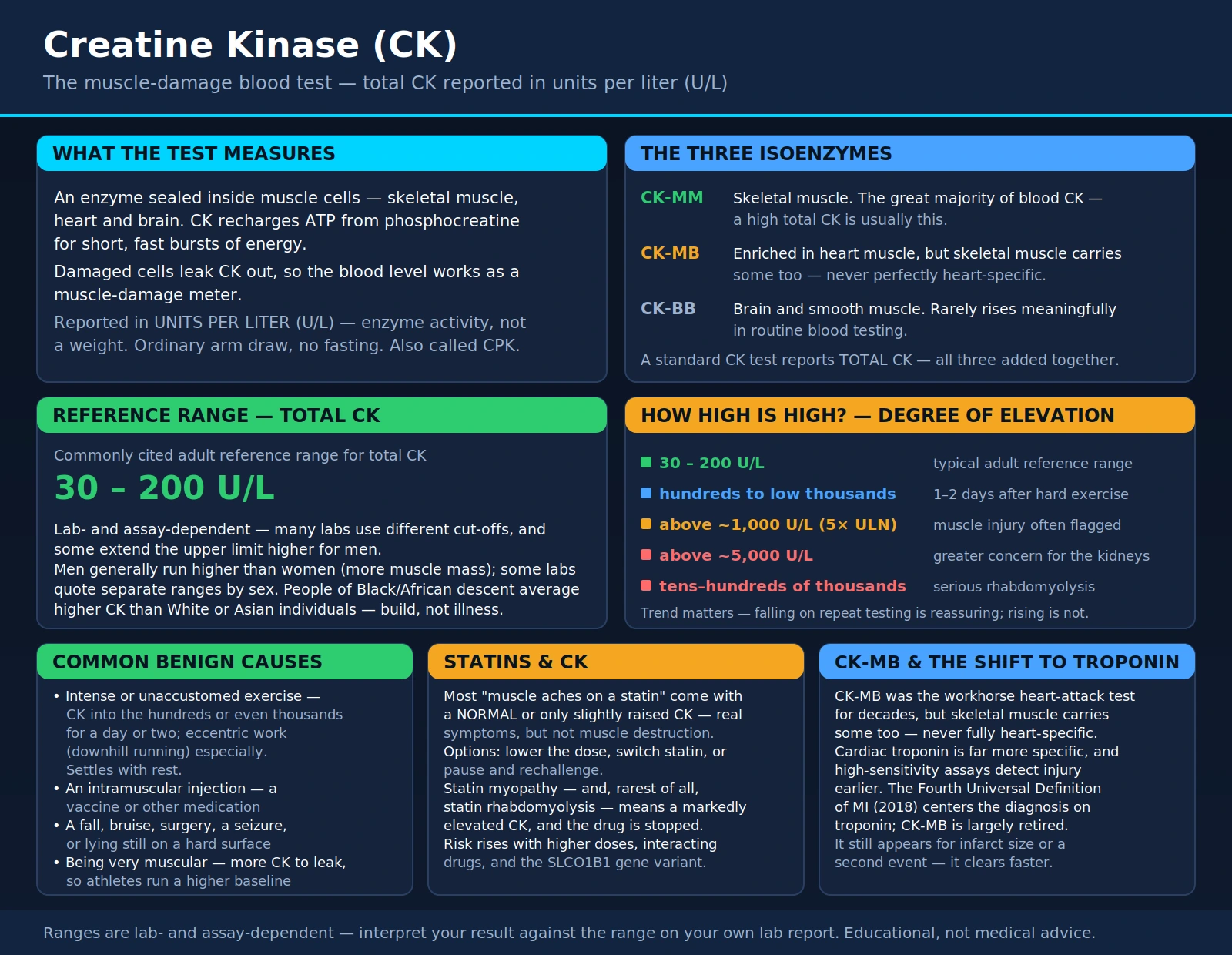 Creatine Kinase — scientific infographic poster